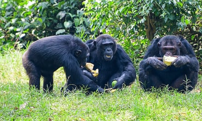 CHIMP