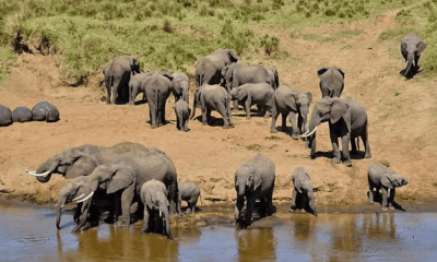 ELEPHANT TARANGIRE. HD