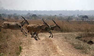 Leaping Springboks crossing the road in Mukimi National Park, Tanzania, Africa